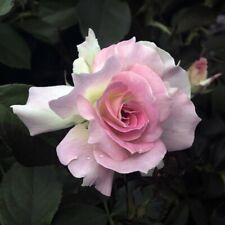 hybrid tea rose for sale  IPSWICH