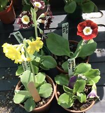 Named primula auricula for sale  TORPOINT