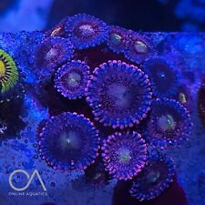 Layboy bunnies zoa for sale  STOCKPORT