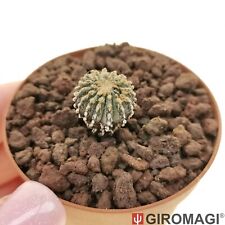 Potø5.5cm giromagi cactus for sale  Shipping to United Kingdom