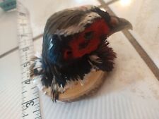 Pheasant head taxidermy for sale  Miami