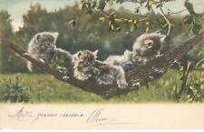 Chats mk46050 chatons d'occasion  France