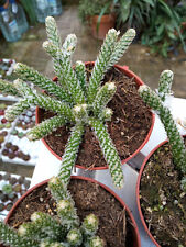 Avonia recurvata 8 cms planta surtida Suculenta Cactus Lithops piedra segunda mano  Alfafar