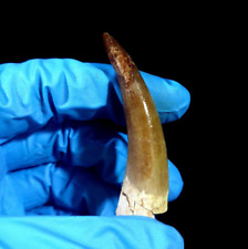Plesiosaur zarafasaura tooth for sale  Wilmington