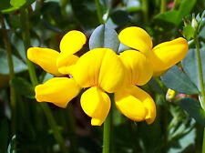 Bird foot trefoil for sale  Phoenix