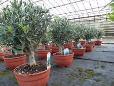 Livenbaum bonsai formgehölz gebraucht kaufen  Goch