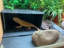 Slate reptile lizard for sale  HORNSEA