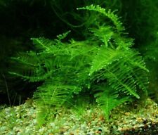 10g taiwan moss for sale  HOUNSLOW