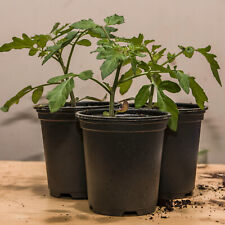 Tomato plants 9cm for sale  NORTHAMPTON