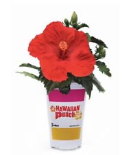 Hawaiian red hibiscus for sale  Melbourne