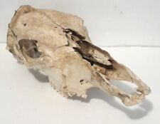 Real cow skull for sale  Midland