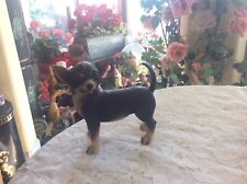Chihuahua dog black for sale  Prescott