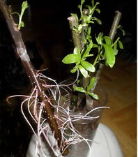 Thin hybrid willow for sale  USA
