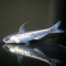 Blue whale catfish for sale  HAYWARDS HEATH