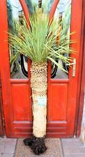 Yucca rostrata 165 for sale  Shipping to Ireland