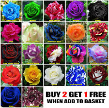 Used, 10x Rose Seeds Multi Coloured Rose Flower Seeds Home Garden Plant, UK Rose Seeds for sale  WINSFORD