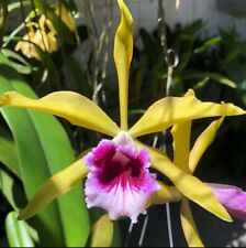 Laelia tenebrosa aurea for sale  San Francisco