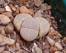 Lithops amicorum c410 for sale  CHESTER