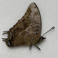 Butterfly charaxes species for sale  READING