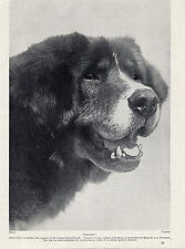Tibetan mastiff head for sale  COLEFORD
