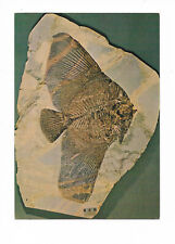 pesce fossile usato  Bondeno