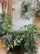 Pothos mystery cuttings for sale  THORNHILL