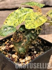 Used, nataellis 10 SEEDS DORSTENIA Foetida f. variegata 2023 for sale  Shipping to South Africa