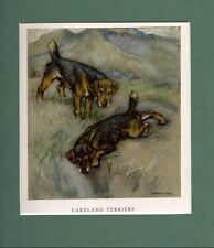 Lakeland terriers vernon for sale  SPALDING