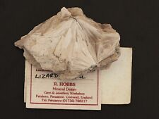 Steatite. lizard head for sale  ST. AUSTELL