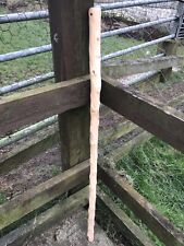 Cornish sloe blackthorn for sale  BODMIN