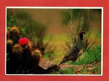 Gambel quail postcard for sale  Shipping to Ireland