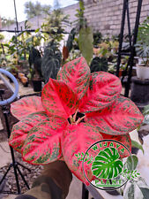 Real Pict Aglaonema Red Wulandari Lush Leaves Free Pythonasitary, used for sale  Shipping to South Africa
