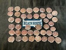 Flat scallop shells for sale  BRIGHTON