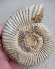 Fossil ammonite 9.0 for sale  BURGESS HILL