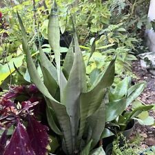 Moonshine snake plant for sale  Clearwater