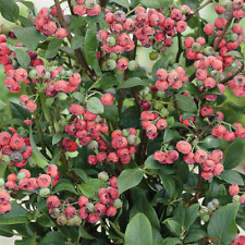 Blueberry vaccinium pink for sale  UK