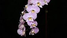 Rare phalaenopsis sanderiana for sale  HALSTEAD