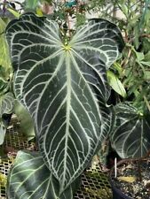 Anthurium fairchild crystallin for sale  Miami