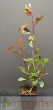 20 pezzi Photinia fraseri 'Red Robin' 35-45 cm pianta da siepe sempreverde usato  Spedire a Italy