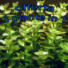 Offerta piante acquario usato  Torino