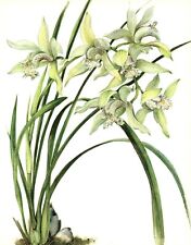 Vintage ORCHID Print Botanical White Flower Print Cottage Decor Cymbidium 4025, used for sale  Shipping to South Africa