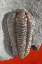 Trilobite ordovicien usa d'occasion  Cuxac-d'Aude