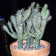Root cylindropuntia mini for sale  Tucson