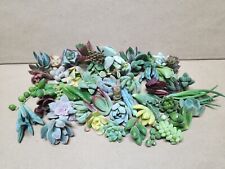 Assorted succulent cuttings for sale  Valley Center