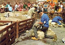 Sheep shearing old for sale  Warminster