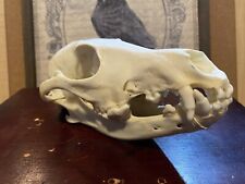Pathological coyote skull for sale  Litchfield Park