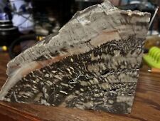Petrified wood bookings for sale  Fernley