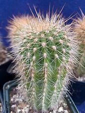 Columnar cactus echinopsis for sale  PENZANCE