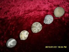 Fossilien seeigel echinocorys gebraucht kaufen  Rickling