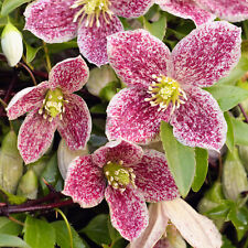 Clematis freckles plant for sale  UK